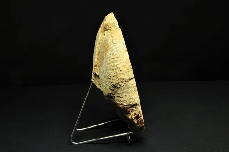 * AMONIT BOLĘCIN POLSKA AMONIT POŁÓWKA AMONITA PIĘKNE KOMORY NR 1B *