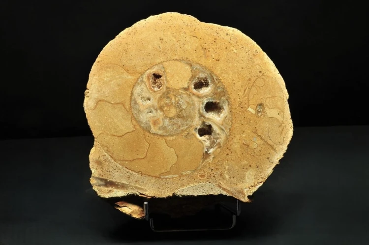 * AMONIT BOLĘCIN POLSKA AMONIT POŁÓWKA AMONITA PIĘKNE KOMORY NR 1B *