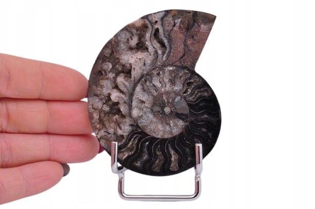 * AMONIT CLEONICERAS UNIKATOWA SKAMIELINA CZARNY KOLOR ORYGINALNY OKAZ 2A *