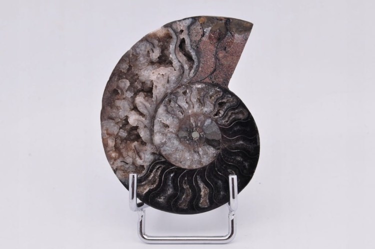 * AMONIT CLEONICERAS UNIKATOWA SKAMIELINA CZARNY KOLOR ORYGINALNY OKAZ 2A *