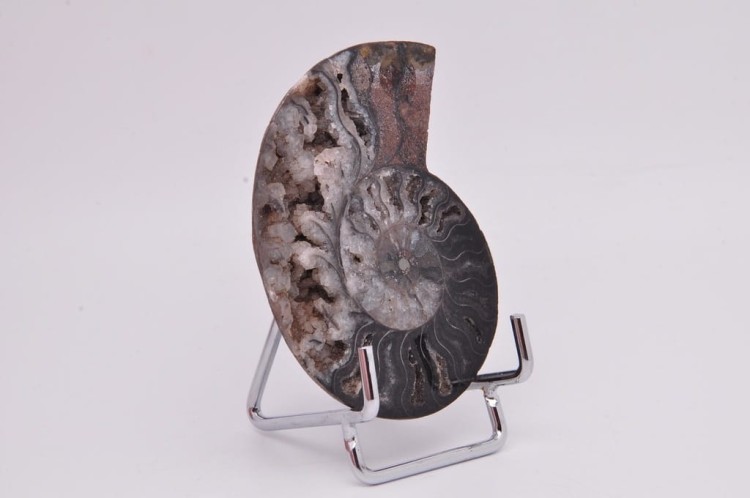 * AMONIT CLEONICERAS UNIKATOWA SKAMIELINA CZARNY KOLOR ORYGINALNY OKAZ 2A *