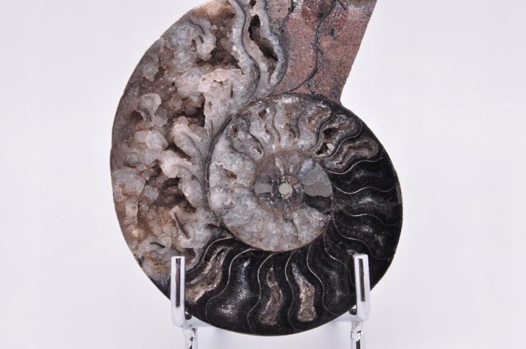 * AMONIT CLEONICERAS UNIKATOWA SKAMIELINA CZARNY KOLOR ORYGINALNY OKAZ 2A *