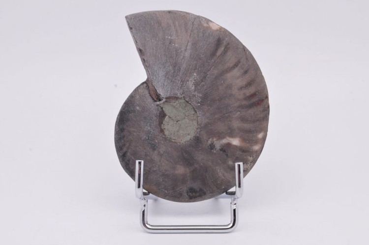 * AMONIT CLEONICERAS UNIKATOWA SKAMIELINA CZARNY KOLOR ORYGINALNY OKAZ 2A *