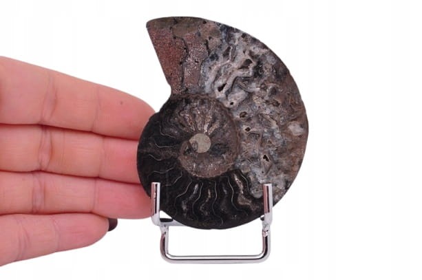 * AMONIT CLEONICERAS RZADKI OKAZ CZARNY KOLOR DOBRA JAKOŚĆ POŁÓWKA NR 2B *