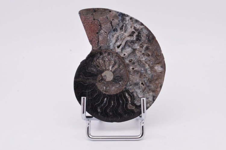 * AMONIT CLEONICERAS RZADKI OKAZ CZARNY KOLOR DOBRA JAKOŚĆ POŁÓWKA NR 2B *