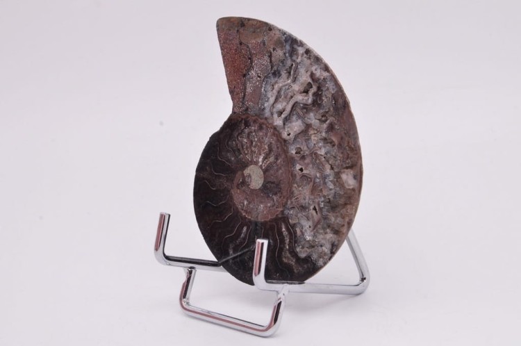 * AMONIT CLEONICERAS RZADKI OKAZ CZARNY KOLOR DOBRA JAKOŚĆ POŁÓWKA NR 2B *