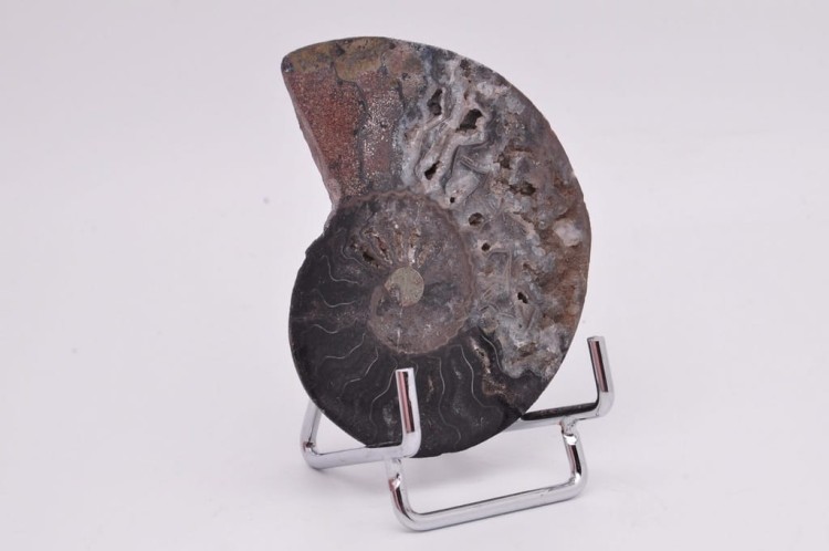 * AMONIT CLEONICERAS RZADKI OKAZ CZARNY KOLOR DOBRA JAKOŚĆ POŁÓWKA NR 2B *