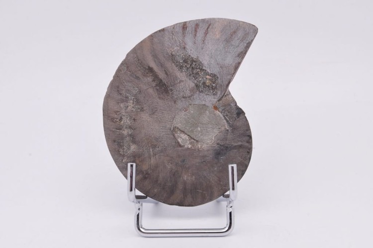 * AMONIT CLEONICERAS RZADKI OKAZ CZARNY KOLOR DOBRA JAKOŚĆ POŁÓWKA NR 2B *