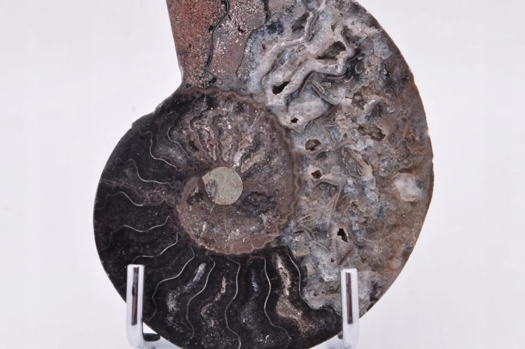 * AMONIT CLEONICERAS RZADKI OKAZ CZARNY KOLOR DOBRA JAKOŚĆ POŁÓWKA NR 2B *