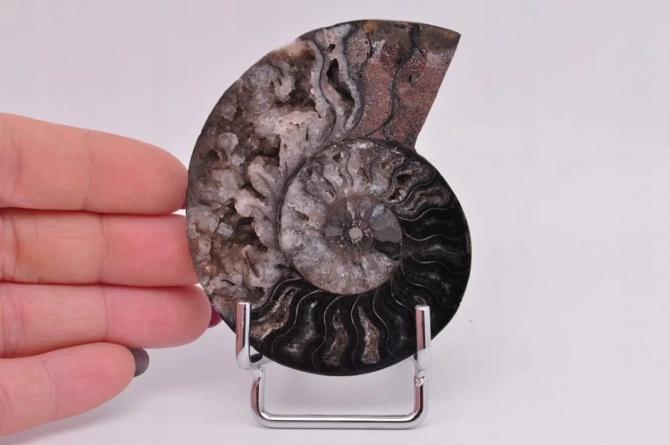 * AMONIT CLEONICERAS RZADKI OKAZ CZARNY KOLOR DOBRA JAKOŚĆ POŁÓWKA NR 2B *