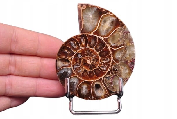 * AMONIT MADAGASKAR UNIKATOWY OKAZ DOSKONAŁY DO KOLEKCJI NR 11 *