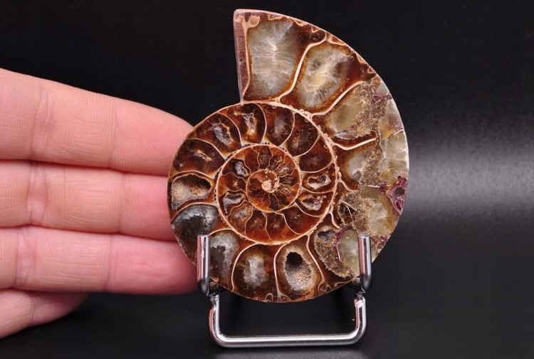 * AMONIT MADAGASKAR UNIKATOWY OKAZ DOSKONAŁY DO KOLEKCJI NR 11 *