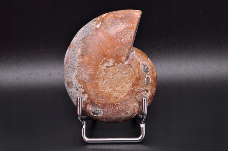 * AMONIT MADAGASKAR UNIKATOWY OKAZ DOSKONAŁY DO KOLEKCJI NR 11 *