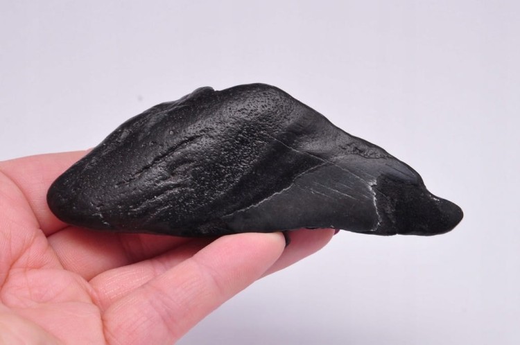 * MEGALODON REKIN SKAMIENIAŁY ZĄB BARDZO DOBRA JAKOŚĆ POŁÓWKA ZĘBA NR 3 *