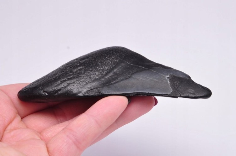 * MEGALODON REKIN SKAMIENIAŁY ZĄB BARDZO DOBRA JAKOŚĆ POŁÓWKA ZĘBA NR 3 *