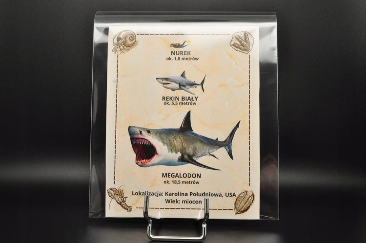 * MEGALODON REKIN SKAMIENIAŁY ZĄB BARDZO DOBRA JAKOŚĆ POŁÓWKA ZĘBA NR 3 *