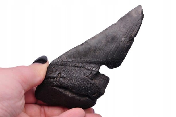 * MEGALODON REKIN SKAMIENIAŁY ZĄB BARDZO DOBRA JAKOŚĆ POŁÓWKA ZĘBA NR 4 *