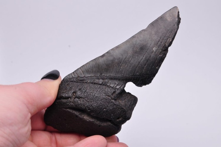 * MEGALODON REKIN SKAMIENIAŁY ZĄB BARDZO DOBRA JAKOŚĆ POŁÓWKA ZĘBA NR 4 *