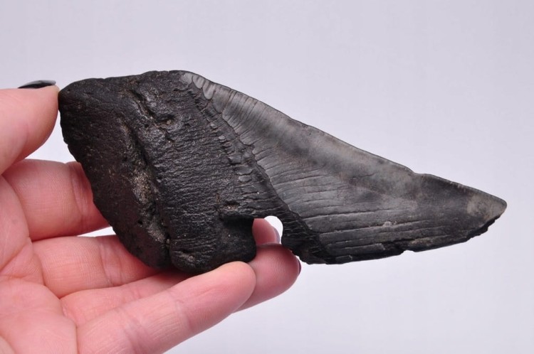 * MEGALODON REKIN SKAMIENIAŁY ZĄB BARDZO DOBRA JAKOŚĆ POŁÓWKA ZĘBA NR 4 *