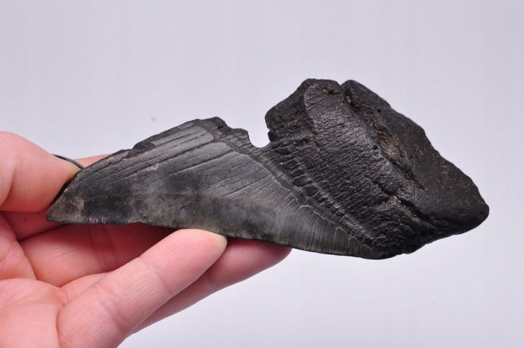 * MEGALODON REKIN SKAMIENIAŁY ZĄB BARDZO DOBRA JAKOŚĆ POŁÓWKA ZĘBA NR 4 *