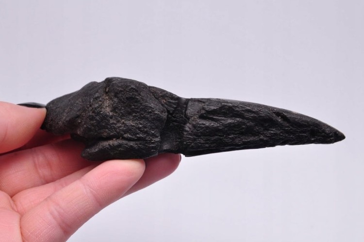 * MEGALODON REKIN SKAMIENIAŁY ZĄB BARDZO DOBRA JAKOŚĆ POŁÓWKA ZĘBA NR 4 *