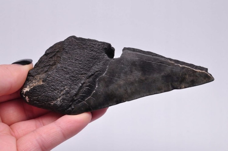* MEGALODON REKIN SKAMIENIAŁY ZĄB BARDZO DOBRA JAKOŚĆ POŁÓWKA ZĘBA NR 4 *