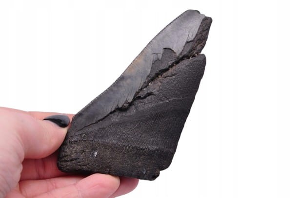 * MEGALODON REKIN SKAMIENIAŁY ZĄB ORYGINALNA SKAMIELINA JAKO PREZENT NR 6 *