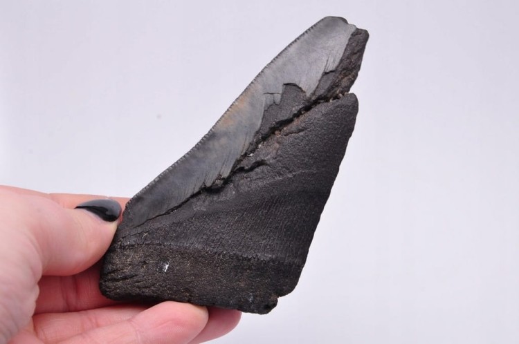 * MEGALODON REKIN SKAMIENIAŁY ZĄB ORYGINALNA SKAMIELINA JAKO PREZENT NR 6 *