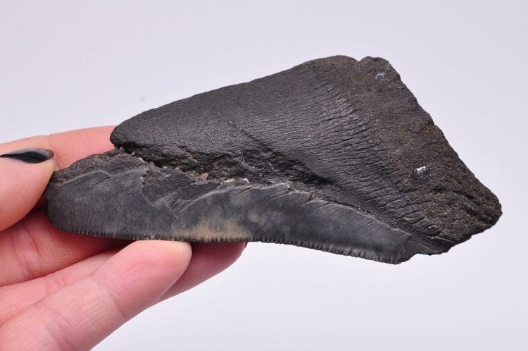 * MEGALODON REKIN SKAMIENIAŁY ZĄB ORYGINALNA SKAMIELINA JAKO PREZENT NR 6 *