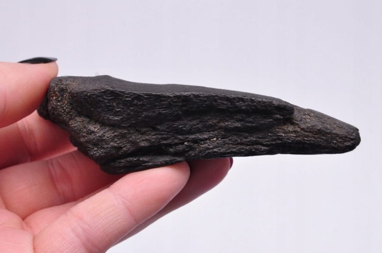 * MEGALODON REKIN SKAMIENIAŁY ZĄB ORYGINALNA SKAMIELINA JAKO PREZENT NR 6 *