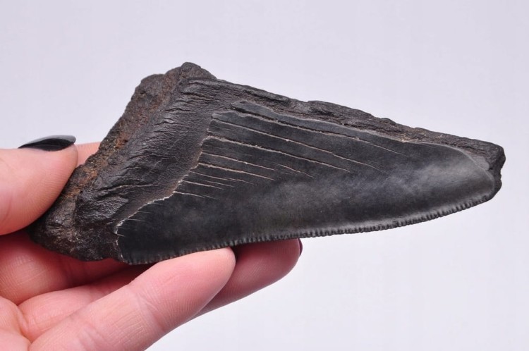 * MEGALODON REKIN SKAMIENIAŁY ZĄB ORYGINALNA SKAMIELINA JAKO PREZENT NR 6 *