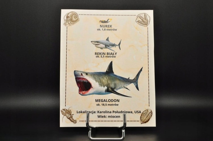 * MEGALODON REKIN SKAMIENIAŁY ZĄB ORYGINALNA SKAMIELINA JAKO PREZENT NR 6 *