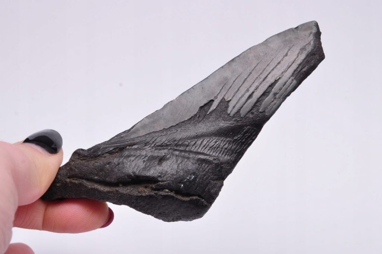 * MEGALODON REKIN SKAMIENIAŁY ZĄB PRAWDZIWY OKAZ CZARNA BARWA NR 7 *