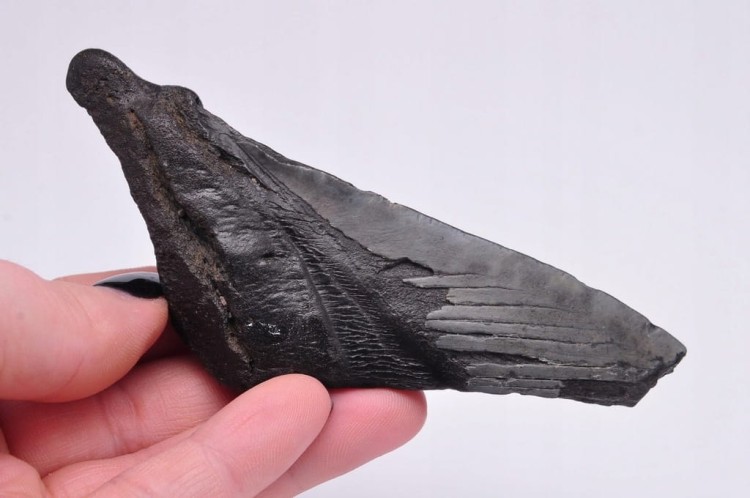* MEGALODON REKIN SKAMIENIAŁY ZĄB PRAWDZIWY OKAZ CZARNA BARWA NR 7 *