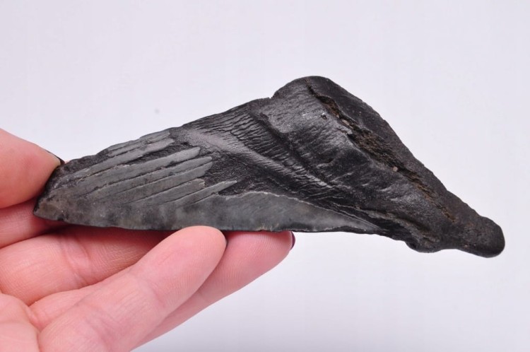 * MEGALODON REKIN SKAMIENIAŁY ZĄB PRAWDZIWY OKAZ CZARNA BARWA NR 7 *