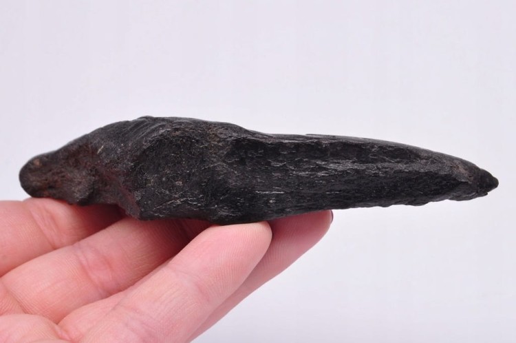 * MEGALODON REKIN SKAMIENIAŁY ZĄB PRAWDZIWY OKAZ CZARNA BARWA NR 7 *