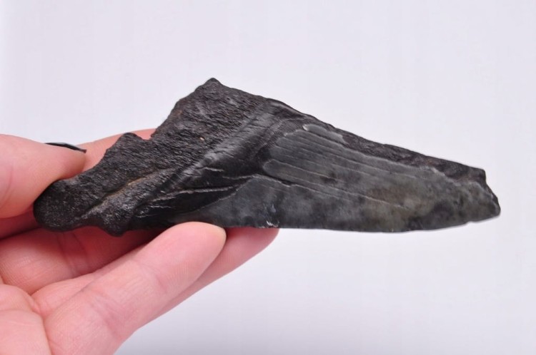 * MEGALODON REKIN SKAMIENIAŁY ZĄB PRAWDZIWY OKAZ CZARNA BARWA NR 7 *