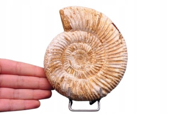 * AMONIT MACROCEPHALITES SUROWA DOBRZE ZACHOWANA SKAMIENIAŁOŚĆ NR 4 *