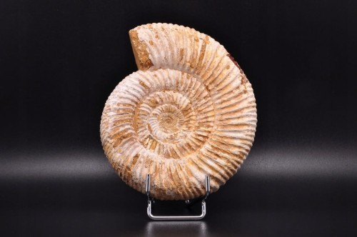 * AMONIT MACROCEPHALITES SUROWA DOBRZE ZACHOWANA SKAMIENIAŁOŚĆ NR 4 *