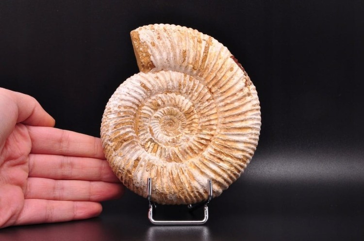 * AMONIT MACROCEPHALITES SUROWA DOBRZE ZACHOWANA SKAMIENIAŁOŚĆ NR 4 *