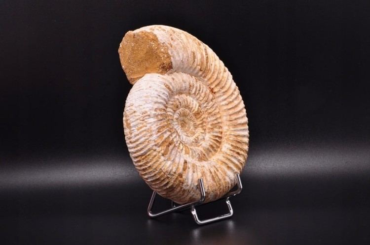 * AMONIT MACROCEPHALITES SUROWA DOBRZE ZACHOWANA SKAMIENIAŁOŚĆ NR 4 *