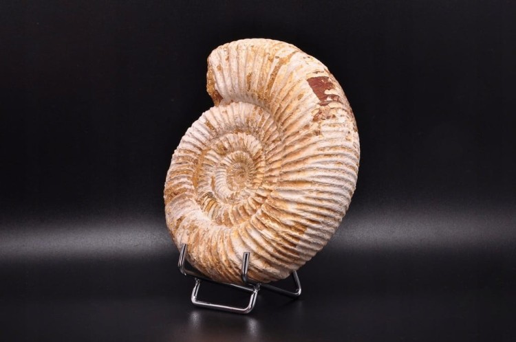 * AMONIT MACROCEPHALITES SUROWA DOBRZE ZACHOWANA SKAMIENIAŁOŚĆ NR 4 *