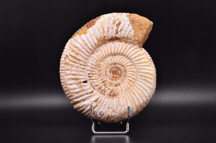 * AMONIT MACROCEPHALITES SUROWA DOBRZE ZACHOWANA SKAMIENIAŁOŚĆ NR 4 *