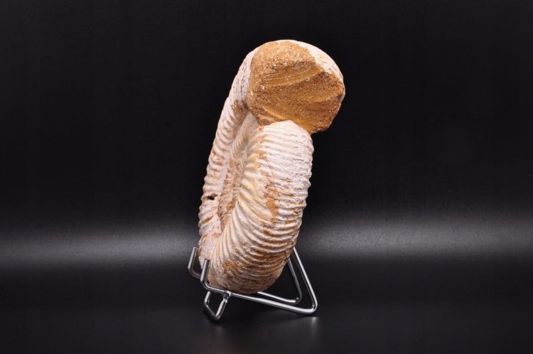 * AMONIT MACROCEPHALITES SUROWA DOBRZE ZACHOWANA SKAMIENIAŁOŚĆ NR 4 *