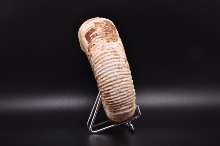 * AMONIT MACROCEPHALITES SUROWA DOBRZE ZACHOWANA SKAMIENIAŁOŚĆ NR 4 *