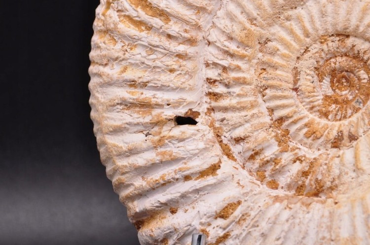 * AMONIT MACROCEPHALITES SUROWA DOBRZE ZACHOWANA SKAMIENIAŁOŚĆ NR 4 *