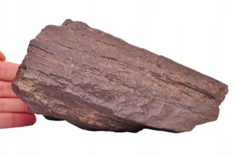 * SKAMIENIAŁE DREWNO POLSKA INTERESUJĄCY OKAZ DO KOLEKCJI NR 1 *