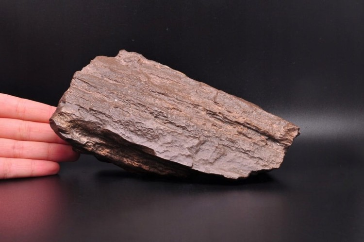 * SKAMIENIAŁE DREWNO POLSKA INTERESUJĄCY OKAZ DO KOLEKCJI NR 1 *