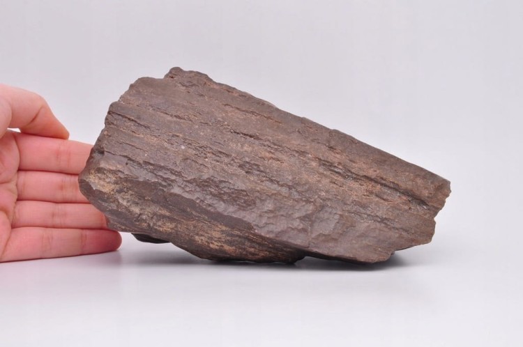 * SKAMIENIAŁE DREWNO POLSKA INTERESUJĄCY OKAZ DO KOLEKCJI NR 1 *