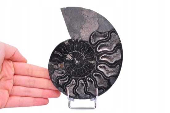 * AMONIT CLEONICERAS RZADKA SKAMIENIAŁOŚĆ CZARNY AMONIT PIĘKNY OKAZ NR 3 *